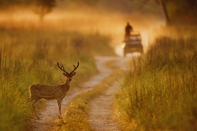 Jim corbett
